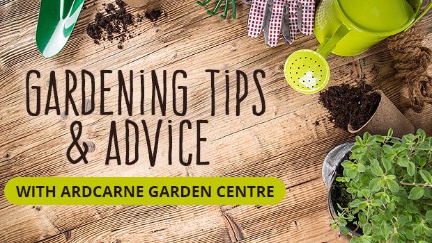 Gardening Tips and Advice with Ardcarne Garden Centre | Boyletoday.com